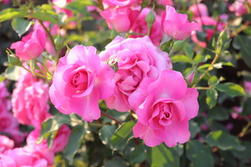 ピンク色のバラの花