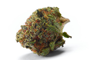 Close up of WiFi strain prescription medical marijuana flower bud