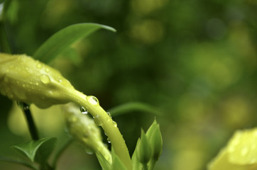 Rain water drops on yellow bud and stem against a beautiful yellow and green bokeh background.