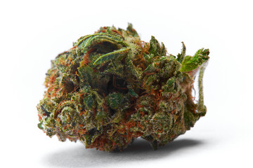 Close up of WiFi strain prescription medical marijuana flower bud