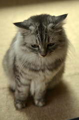 Fototapeta premium 落ち込む猫