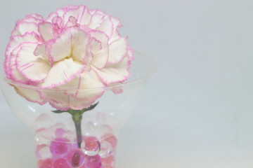 母の日の白いカーネーション