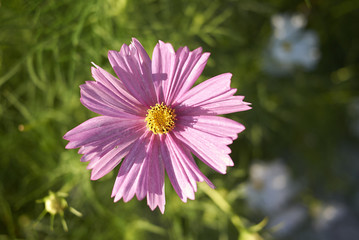 Obraz premium Cosmos