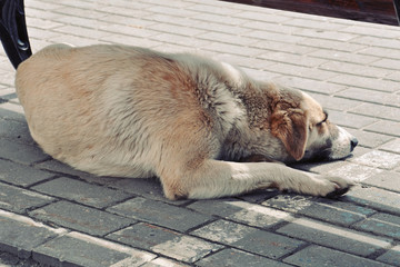 Obraz premium smutny pies