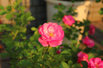 ピンク色のバラ