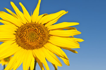 close up of sunflower on field