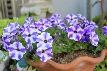 Fototapeta na wymiar 青いペチュニアの花