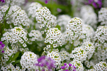 Alyssum Flowers