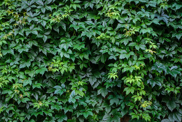 Wall densely overgrown parthenocissus