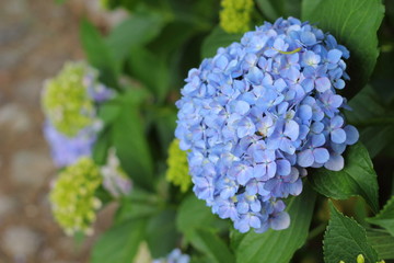青色の紫陽花の花