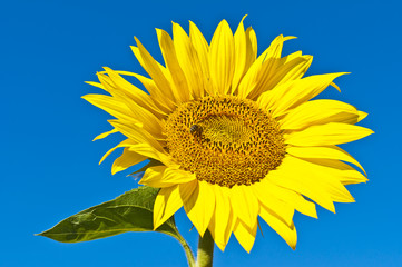 close up of sunflower on field