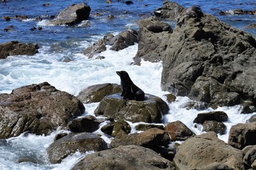 Obraz premium Grey seal on a rock: New Zealand