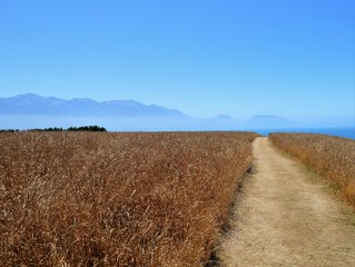 Path through the wheat field below mountains: New Zealand