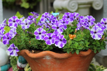 青いペチュニアの花