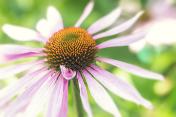 Echinacea flower close up view on summer day
