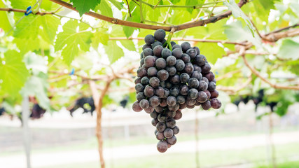 Bunches of ripe grapes in a vineyard.