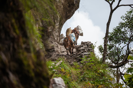 Donkeys carry goods along extremally dangerous paths in highlands of Nepal