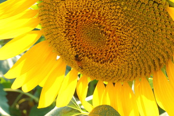 Sunflower closeup