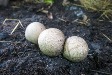 Stinkhorn mushroom, Phallus indusiatus,