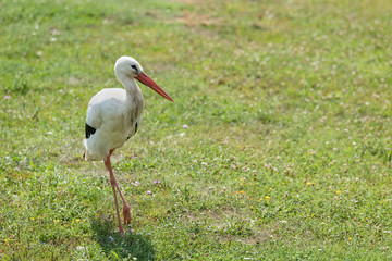 White stork stand on green grass
