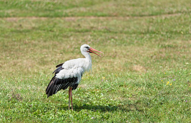 Obraz na płótnie Canvas White stork stand on green grass