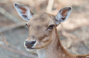 Closeup photo of a deer head