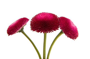 Beautiful daisy flowers isolated © ksena32