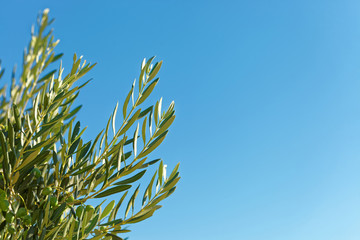Branch of olive tree with blue sky on background