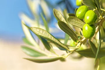 Küchenrückwand glas motiv Olivenbaum Grüne Oliven auf Olivenbaum - Außenaufnahme