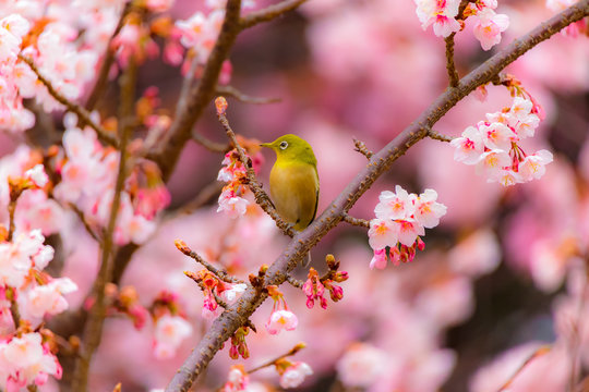 The Japanese White-eye.The background is cherry blossoms. Located in Tokyo Prefecture Japan.
