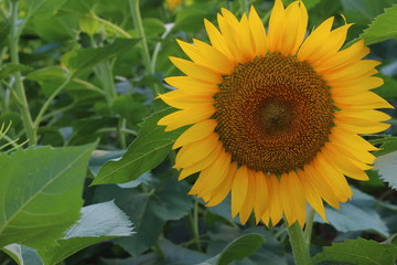 Fototapeta premium Sunflower closeup
