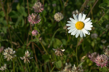 Single camomile on a background of a green meadow and blooming clover. Selective focus.