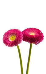 Beautiful daisy flowers isolated © ksena32