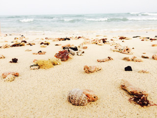 Sea