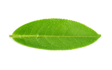 Fototapeta na wymiar Wet tea leaves isolated on white background