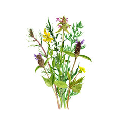 watercolor drawing flowers and plants