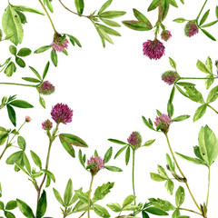 watercolor drawing clovers