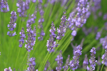 Obraz premium ラベンダーの花