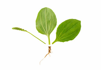 Leaf stem and root plantain on white background