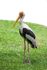 Water bird