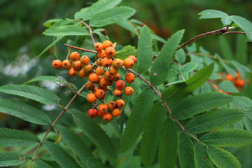 Orange rowan berries in summer means cold winter. Ageing of ashberry.