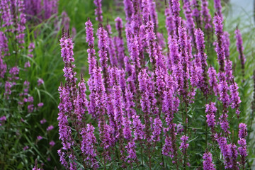 Bush of purple lavender.