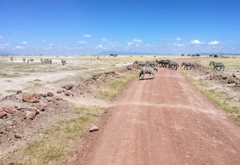 Zebras crossing the road in Amboseli National Park in Kenya