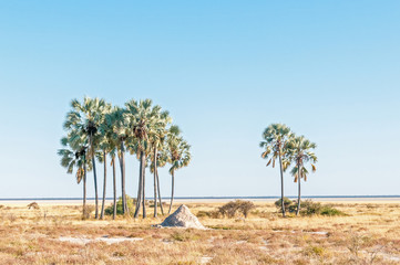 Naklejka premium Makalani palm trees at Fischers Pan in Northern Namibia