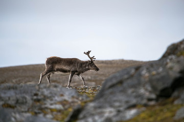 Renifer © blackspeed