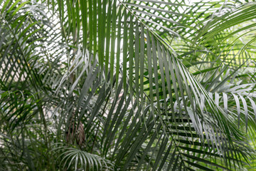 Fototapeta na wymiar Background from palm leaves in the tropical garden