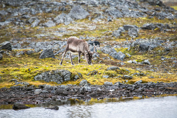 Lato na tundrze © blackspeed