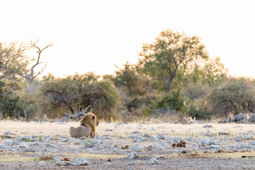 Male lion at sunrise in Namibia