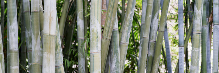 Le bambou comme arrière-plan