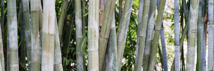Rideaux tamisants Bambou Le bambou comme arrière-plan
